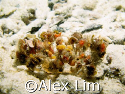 Can you see me? Decorator crab, on a night dive. G7 with ... by Alex Lim 